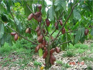 Memperkenalkan tanaman kakao/coklat pada masyarakat pojok 